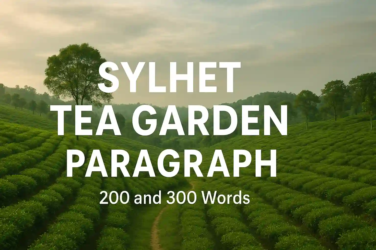 Sylhet Tea Garden Paragraph in 200 and 300 Words